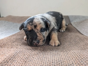 Chihuahua Jack Russel Mix Welpen