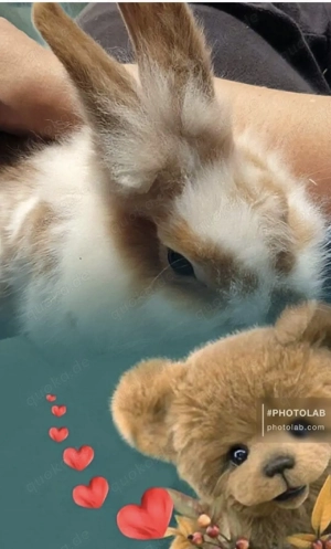 ein notkauf für zwei Kaninchen auch wegen einer Allergie