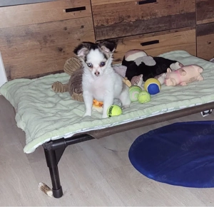 Süße PomChiLady sucht neues Zuhause