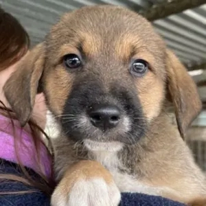 Mucki, geb. ca. 11 2025, lebt in GRIECHENLAND, auf einer privaten Pflegestelle