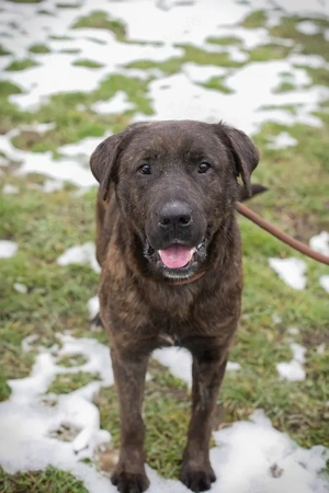 *PAX* Ich bin lieb, ausgeglichen, ruhig und entspannt, menschenbezogen und leinenführig