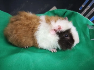 männliche junge Meerschweinchen Babys 