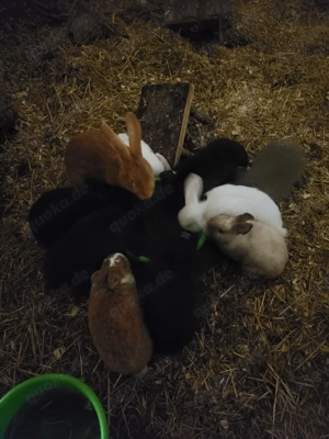    Süße Hasen abzugeben