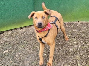 CORVIN, ein aufgewecktes, verschmustes und gelehriges Kerlchen