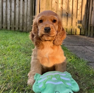 Zuckersüßen Cocker Spaniel Welpen!!