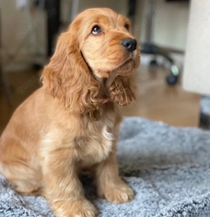 Süsse Cocker Spaniel Welpen!!