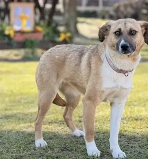 Nr. 12L - den Menschen gegenüber ist diese Hündin sehr brav