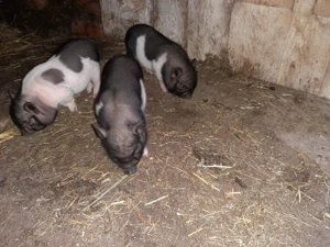 Zu verkaufen 3 kleine minipigs