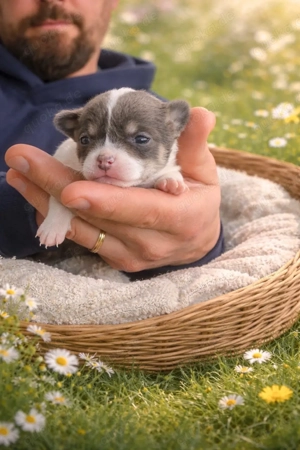 Chihuahua männchen rüde 