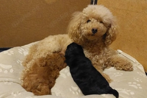 Reinrassige Pudelwelpen