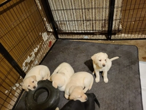 Labrador welpen suchen ein gemütliches neues Zuhause 