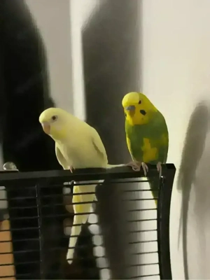 Süsses Wellensittichpärchen abzugeben