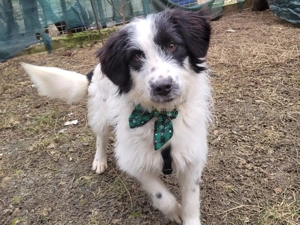 CORNO, ein total freundliches, verschmustes, eher ruhiges Kerlchen