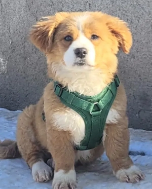 EMMO, ein verspieltes, freundliches, eher ruhiges Kerlchen