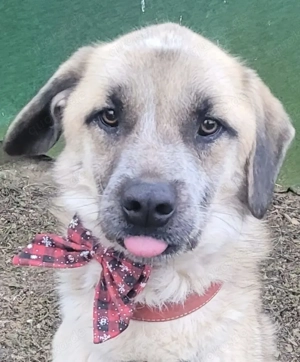 HENRY, anhänglich, freundlich, gelehrig