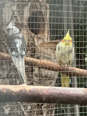 5 Nyhmpfensittiche zuverkaufen