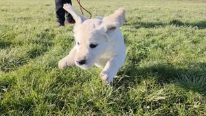 Snowy - hund Mischling 