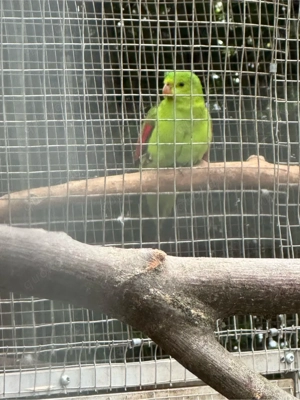 Rotflügelsittichhenne