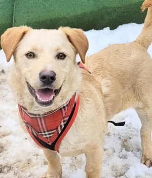 FIBI, eine fröhliche, unkomplizierte, anhängliche und gelehrige Hündin