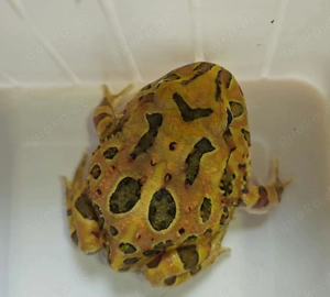 Ceratophrys cranwelli Nachzuchten 20255