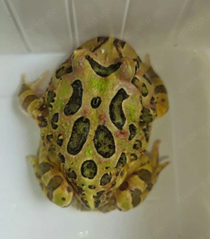 Ceratophrys cranwelli Nachzuchten 20255 Bild 2