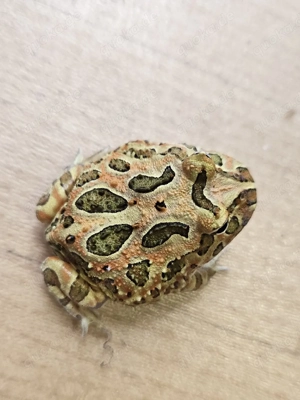 Ceratophrys cranwelli Nachzuchten 20255 Bild 5
