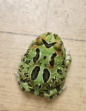 Ceratophrys cranwelli Nachzuchten 20255 Bild 4
