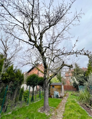 Wer fällt Kirschbaum mit Holzentsorgung