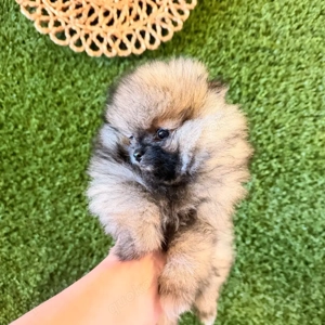Pomeranian Zwergspitz Welpen Mädchen