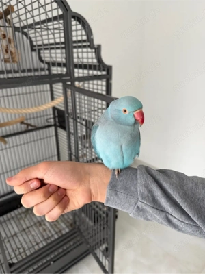 Halsbandsittich sehr zahm 