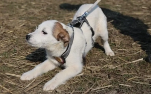 Unsere süße Buttercup