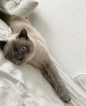 BKH Blue Point Mink DECKKATER Kein Verkauf!!!!!!!! Bild 9