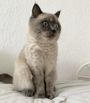 BKH Blue Point Mink DECKKATER Kein Verkauf!!!!!!!! Bild 10