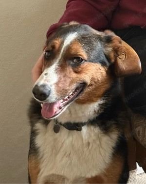 Junger Border Collie - Schäferhundmix