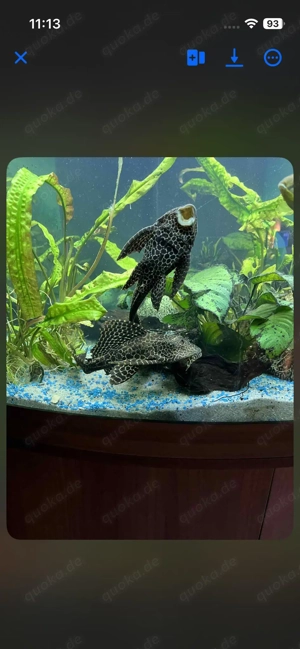 Absoluter Notfall, Fische müssen HEUTE ausziehen, siehe Details