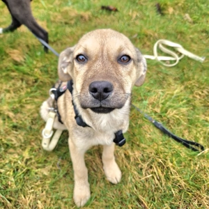 Freddy, 4 Monate, wird ca. 50 cm