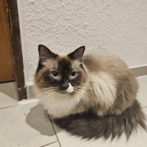 Wunderschöne langhaar 