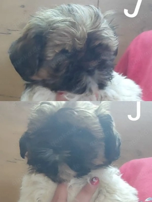 Welpen reinrassige Shih tzu 