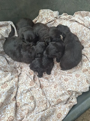 Chihuahua Yorkshirer Terrier Welpen 