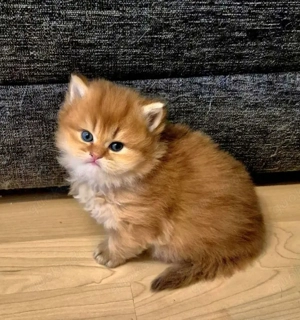 BKH Kitten, reinrassig