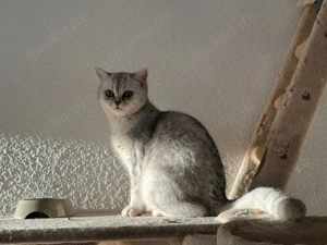 Wunderschöne BKH sucht ihr Für-immer-Zuhause