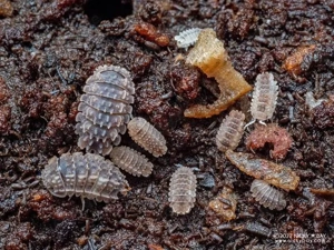 reductoniscus tuberculatus Asseln Isopod