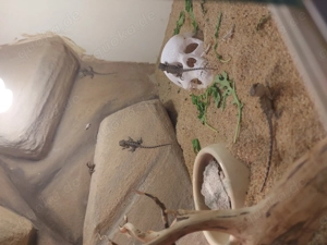 Pogona Minor geschlüpft