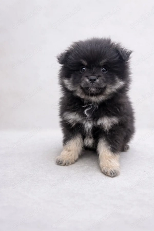 Zwergspitz x Mittelspitz Black&Tan
