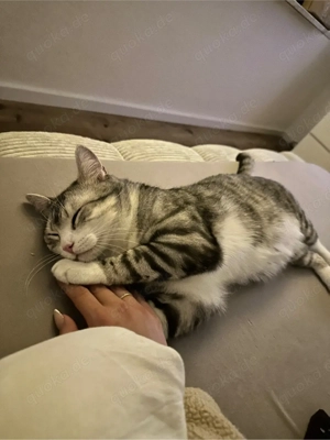 Zwei BKH kater abzugeben  Bild 3