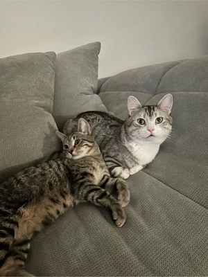 Zwei BKH kater abzugeben  Bild 4