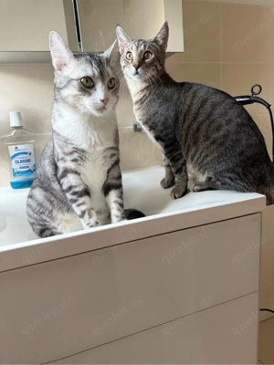 Zwei BKH kater abzugeben  Bild 2