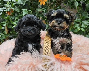 ** Mini Yorkiepoo Welpen ** 2-3 kg ausgew. Toypudel   Yorkshire Terrier wie Maltipoo