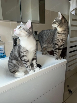 Zwei BKH kater abzugeben 