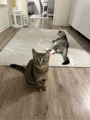 Zwei BKH kater abzugeben  Bild 5